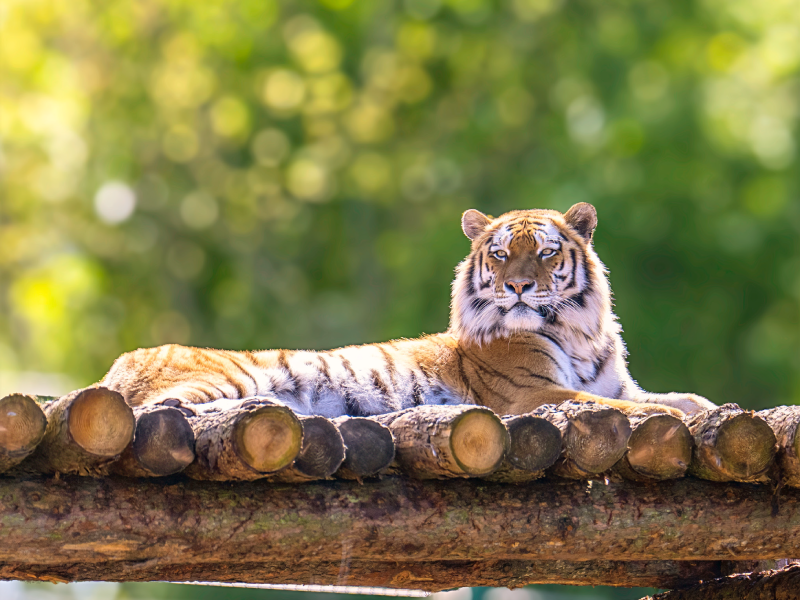 male Amur tiger Cuidador en prácticas. Campamentos de verano en Zoo Madrid.