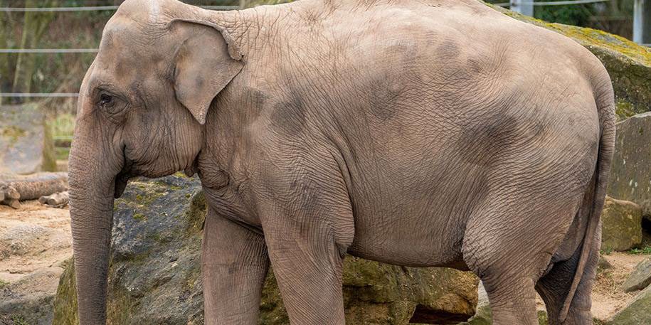 Blackpool Zoo herald incredible year of mammoth highs! | Blackpool Zoo