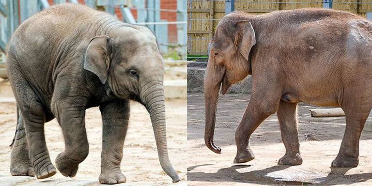 Elephants reunited at Blackpool Zoo | Blackpool Zoo