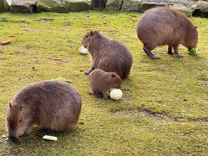 Capybara Experience, Attractions