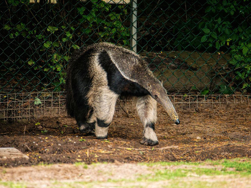 giant anteater standing